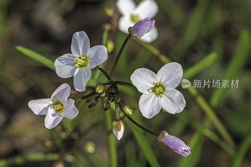 Cardamine california (Milkmaids)是十字花科(Brassicaceae)的开花植物。